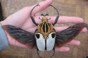 Екваторіальні лісові тварини Екваторіальні лісові тварини